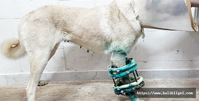 HRÜ Hayvan Hastanesi’nden Köpeklerin Uzun Kemik Kırıklarına Yeni Yaklaşım