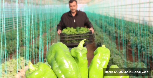 Toplum Temelli Seracılık Projesinde Hasat Devam Ediyor