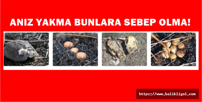 Anız Yakanlar Dikkat! Yakıldığı arazilerde organik madde kaybı oluyor
