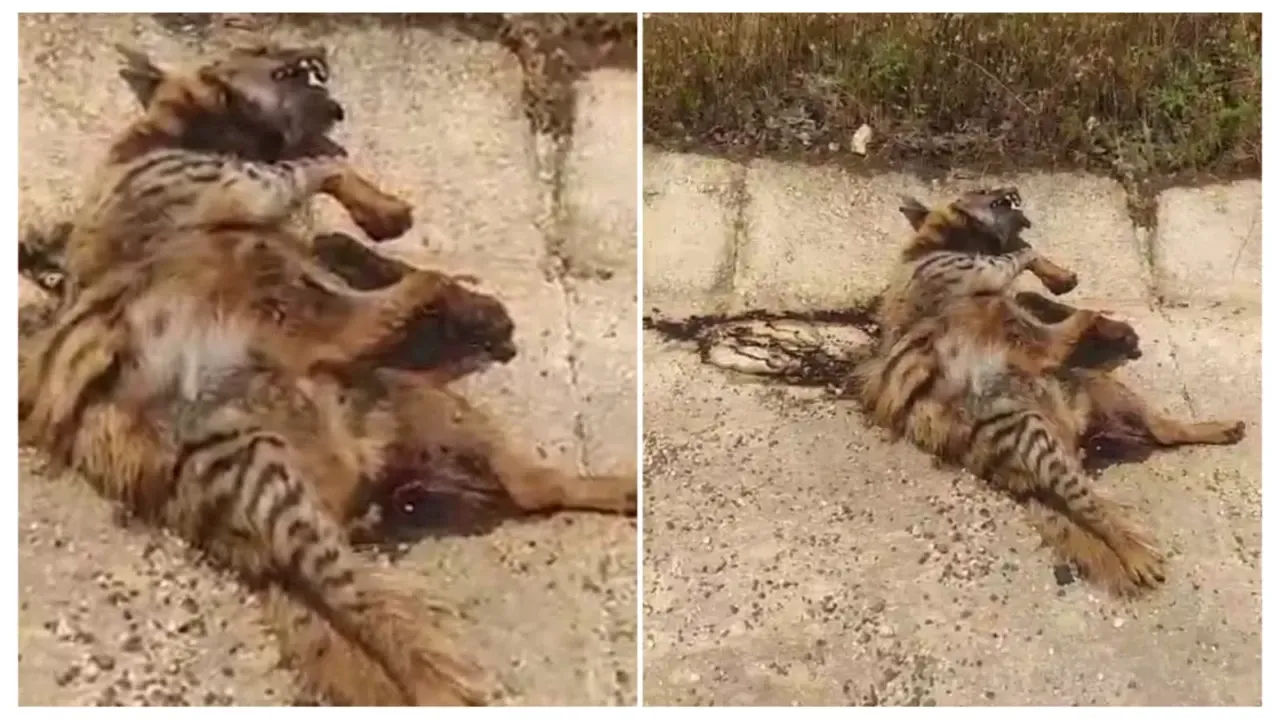 Şanlıurfa'da çizgili sırtlana araba çarptı