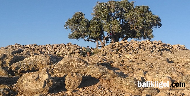 Şanlıurfa'da 2 bin yaşında zeytin ağacı bulundu