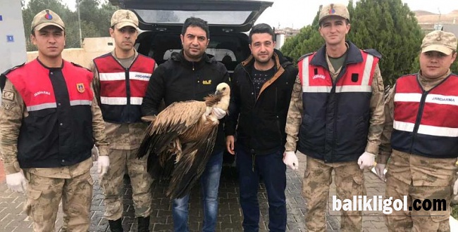 Urfa’da Yaralı Olarak Bulunan Kızılbaş Akbaba Doğaya Bırakıldı