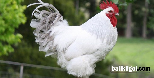 Viranşehir’de kuş gribi şüphesiyle 200 tavuk itlaf edildi
