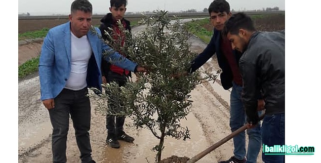 Harran'da İlginç Eylem: Yola Ağaç Diktiler