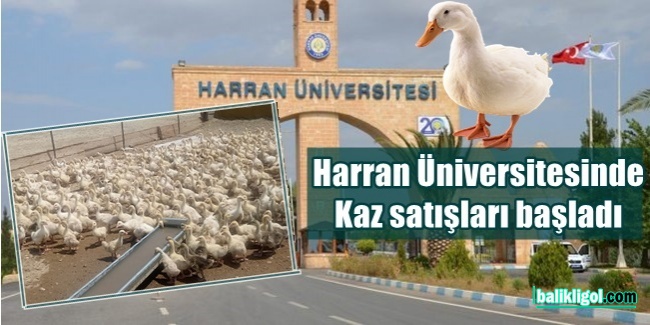 Harran Üniversitesi Kaz Satışına Başladı
