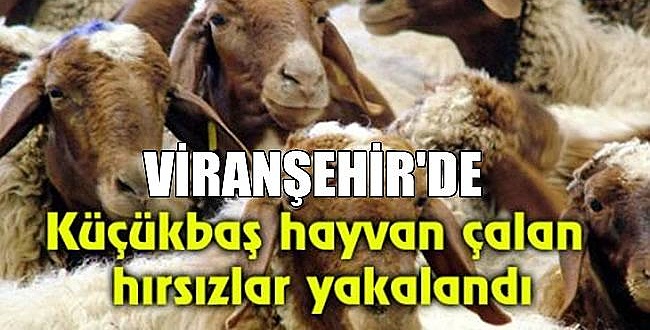 Viranşehir'de Koyun Hırsızlarına Operasyon! Koyunlar Sahibine Teslim Edildi