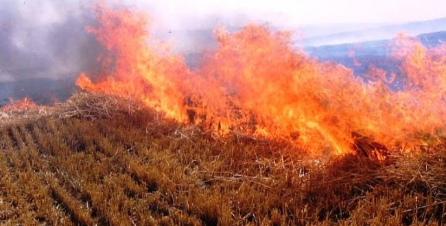 Ceylanpınar TİGEM'de korkutan yangın