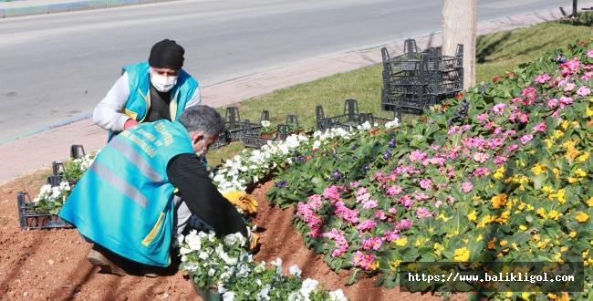 Eyyübiye'de Bahara Erken Açtı, İlçe Renk Renk Çiçeklerle süslendi