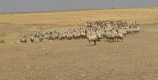 Ceylanpınar'da el konulan koyunlar TBMM'nin gündemine taşındı