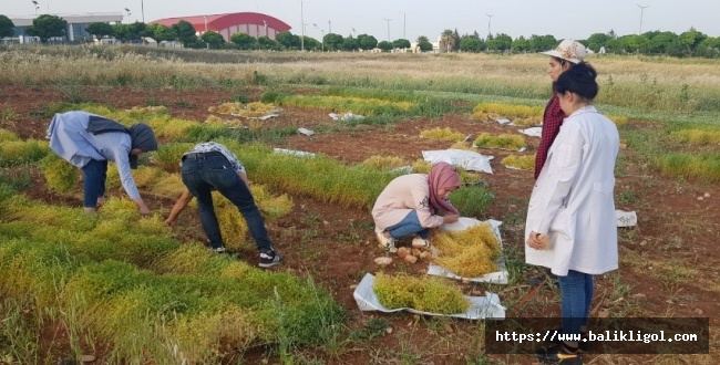 Harran Üniversitesi, Tarımda Yeniliklerin Öncüsü Olmaya Devam Ediyor