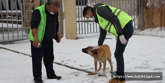Urfa'da Karda aç kalan sokak hayvanlarına yem verildi