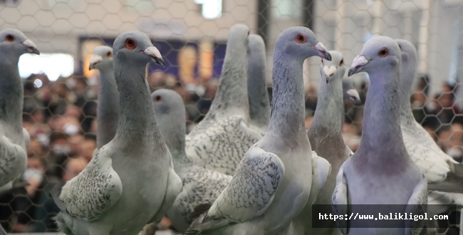 Urfa’da en güzel güvercin yarışması yapıldı-GÖRÜNTÜLÜ HABER