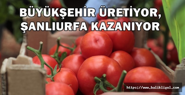 Urfa’da İhtiyaç Sahipleri için dikilen domatesler ilk mahsulünü verdi