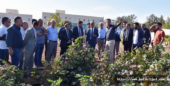 Urfa'da Dünya Pamuk Günü farklı etkinliklerle kutlandı