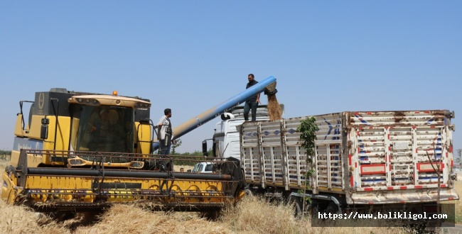VİDEOLU HABER- Şanlıurfa’da Belediye Buğday Hasadı Yaptı