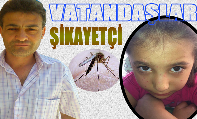 Vatandaş; Sivrisinek istilasına uğradık, yetkililer nerede