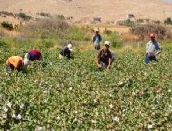 Suriyeliler pamuk topluyor