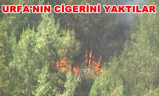 Atatürk Barajındaki ormanı piknikçiler mi yaktı?