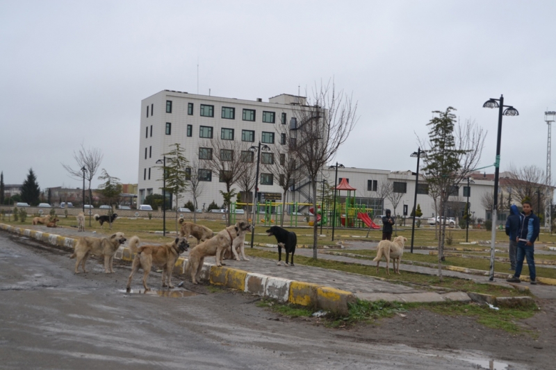 Viranşehir'de sahipsiz köpekler tehlike saçıyor