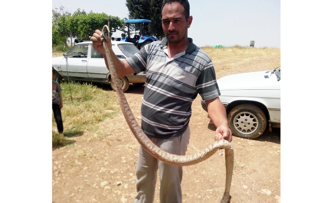 Ceylanpınarda 2 metre uzunluğunda yılan öldürüldü