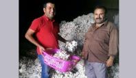 Viranşehir'de pamuk hasadı başladı