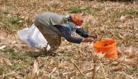 Dar gelirli aileler kışın ısınmak için mısır sapı topluyor