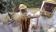 Türkiye'de arı ölümleri kaygı verici boyutlara geldi