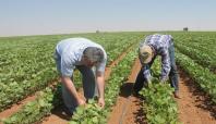 Kızıltepe'de ekilen soya fasulyesi umut veriyor