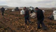 Ahlat'ta patates bereketi yaşanıyor