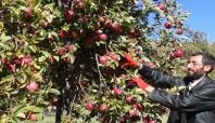Bingöl'de elma rekoltesindeki artış üreticiye yaramadı