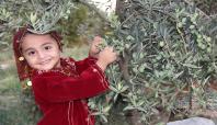 Gaziantep'te zeytin üretiminde yüksek rekolte bekleniliyor