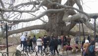 Türkiye'nin en büyük çınar ağacı 608 yaşında