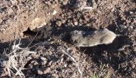 Çınar'da tarlaları fareler bastı