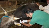 Tarsus 29 bin büyükbaş hayvana şap aşısı yapıldı