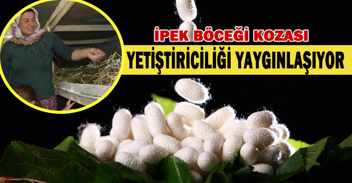 Urfa'da İpek böceği kozası yaygınlaşıyor-İpek böceği kozası nedir?