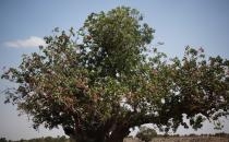 Antepfıstığının ilk hasadı asırlık ağaçlardan yapıldı