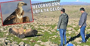 Şanlıurfa’da görülen Kızıl Akbaba tedavi edilerek doğaya salındı
