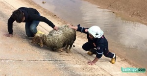 Sulama kanalına düşen koyunları itfaiye kurtardı