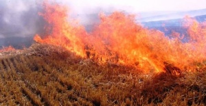 Ceylanpınar TİGEM'de korkutan yangın
