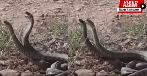 En zehirli yılan Urfa'da görüldü