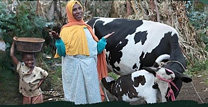 Şanlıurfa İHH’dan Hebeşistanlı yetimlere inek desteği verecek