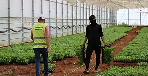 Şanlıurfa Büyükşehir çiftçilere biber, patlıcan ve domates fidesi dağıtılacak
