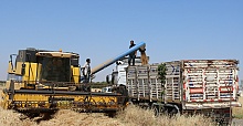 VİDEOLU HABER- Şanlıurfa’da Belediye Buğday Hasadı Yaptı
