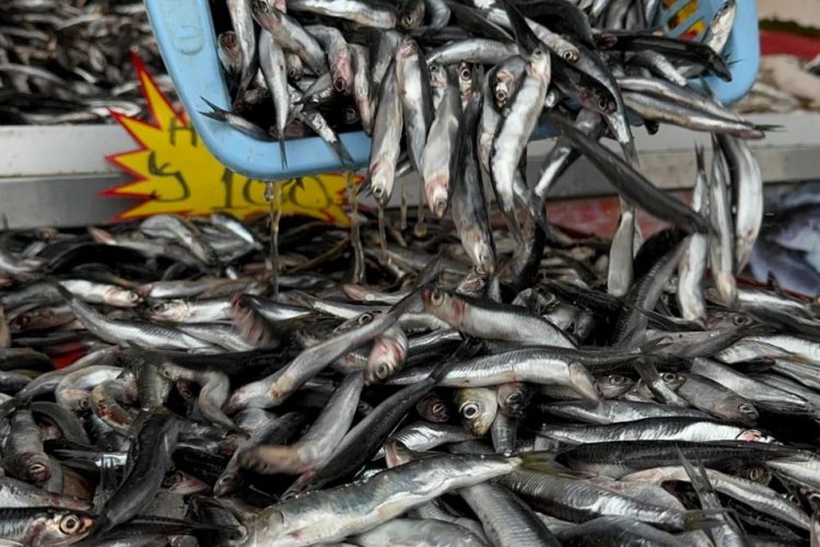Hamsi kilosu 100 liradan tezgaha indi