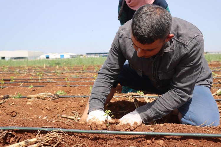 Şanlıurfa'da Ata tohumları toprakla buluştu