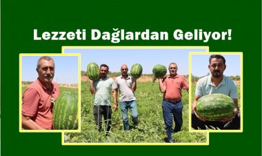 Yaylak karpuzu, Türkiye’nin dört bir yanında lezzetiyle fark yaratıyor