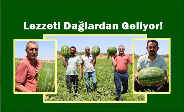 Yaylak karpuzu, Türkiye’nin dört bir yanında lezzetiyle fark yaratıyor