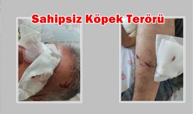 Şanlıurfa’da Sahipsiz Köpekler 2 Sporcuyu  Parçaladı