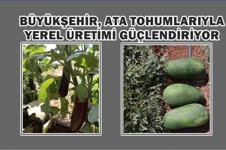 ŞANLIURFA'DA ATA TOHUMLARIYLA ÜRETİMİ YAPILIYOR
