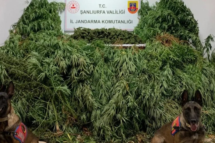 Şanlıurfa’da Uyuşturucu Operasyonu